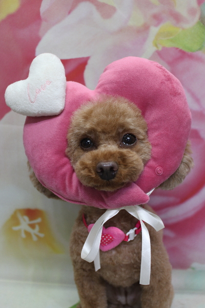 神奈川県横浜市のトイプードルのトリミング画像