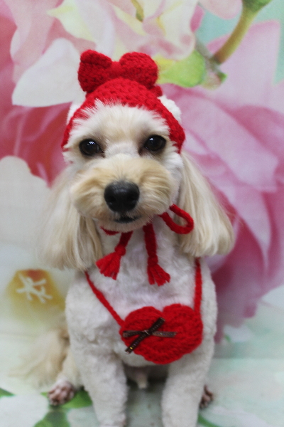 千葉県鎌ヶ谷市のミックス犬のトリミング画像