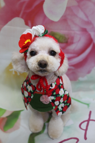 千葉県鎌ケ谷市のミックス犬のトリミング画像