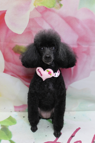 千葉県船橋市のトイプードルのトリミング画像