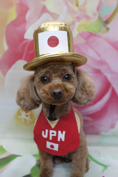 神奈川県横浜市のトイプードルのトリミング画像