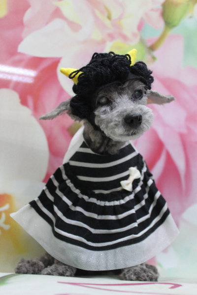 千葉県船橋市のトイプードルのトリミング画像