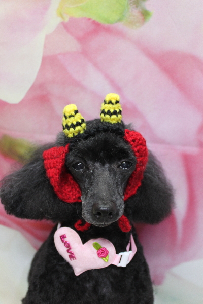 千葉県船橋市のトイプードルのトリミング画像