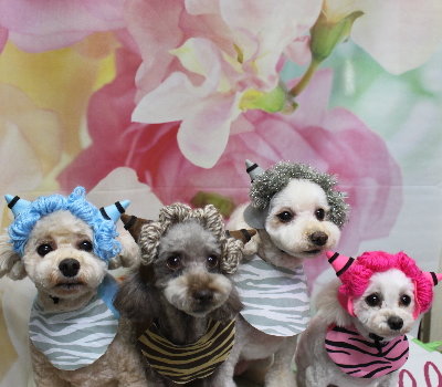 千葉県鎌ケ谷市のトイプードルのトリミング画像