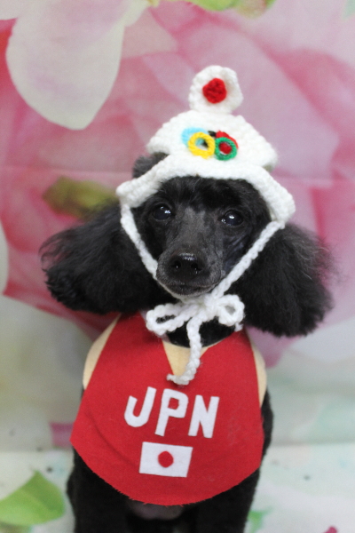 千葉県船橋市のトイプードルのトリミング画像