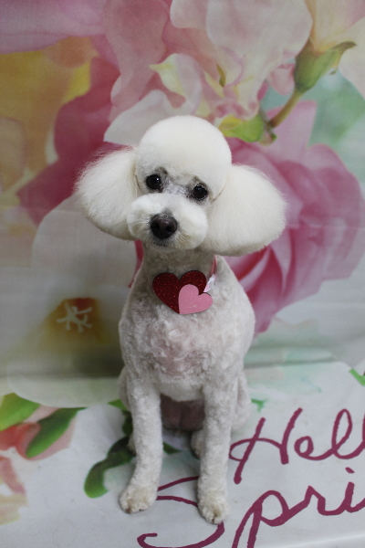 千葉県鎌ヶ谷市のトイプードルのトリミング画像