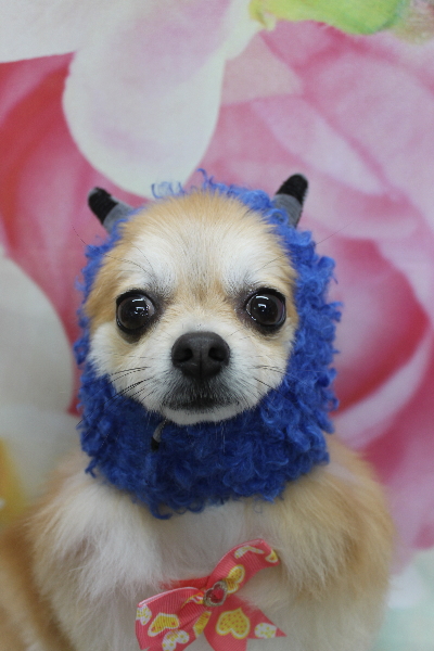 千葉県船橋市のミックス犬のトリミング画像