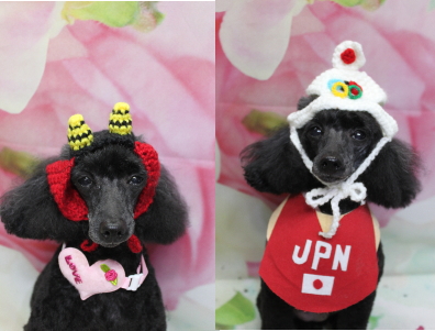 千葉県船橋市のトイプードルのトリミング画像