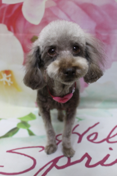 千葉県鎌ケ谷市のトイプードルのトリミング画像