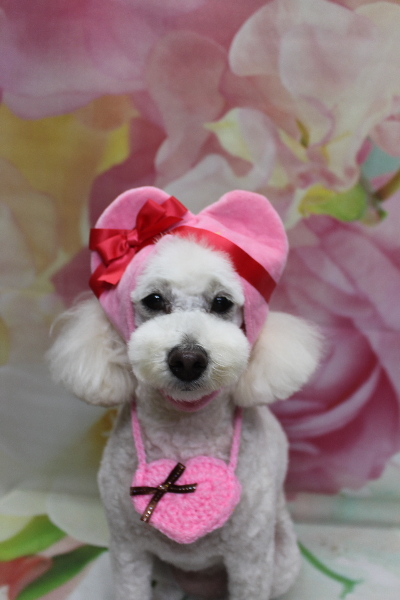 千葉県鎌ヶ谷市のトイプードルのトリミング画像