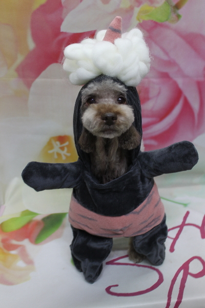 千葉県鎌ケ谷市のトイプードルのトリミング画像