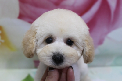 トイプードルブリーダーの子犬、トリミング画像