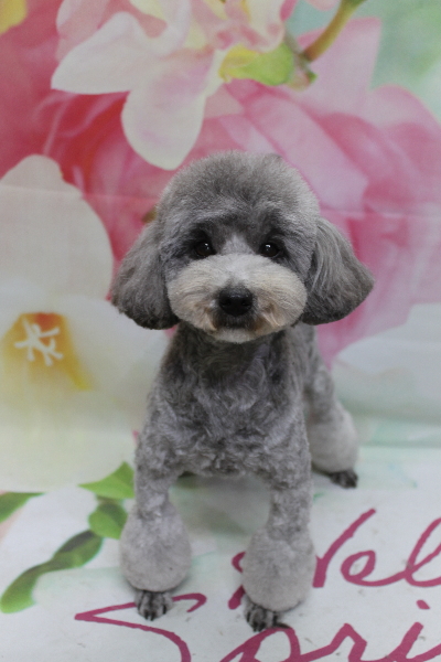 トイプードルブリーダーの成犬、トリミング画像