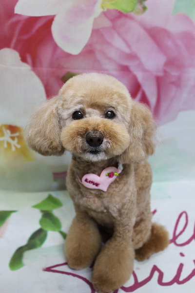 千葉県松戸市のトイプードルのトリミング画像