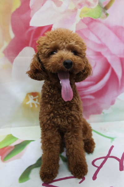 千葉県船橋市のトイプードルのトリミング前画像