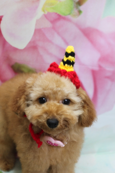 千葉県船橋市のトイプードルのトリミング画像