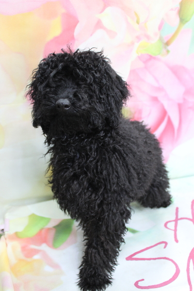 千葉県鎌ヶ谷市のトイプードルのトリミング前画像