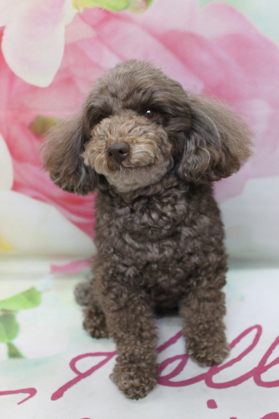 千葉県市川市のトイプードルのトリミング前画像