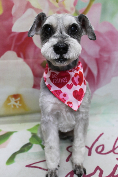 千葉県船橋市のミニチュアシュナウザーのトリミング画像