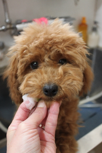 千葉県船橋市のトイプードルの歯磨き画像