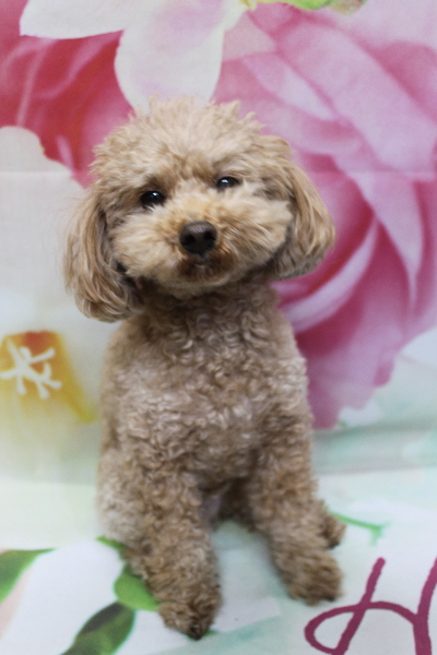 千葉県船橋市のトイプードルのトリミング前画像