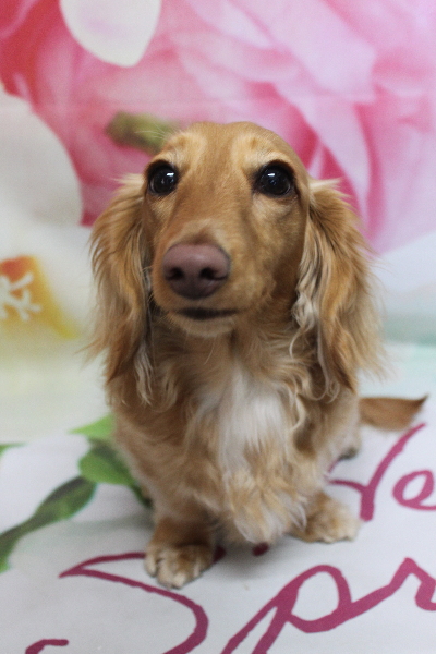 千葉県船橋市のミニチュアダックスのトリミング前画像