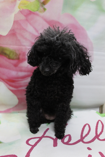 千葉県船橋市のトイプードルのトリミング前画像