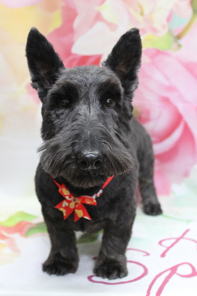 千葉県鎌ケ谷市スコティッシュテリアのトリミング画像