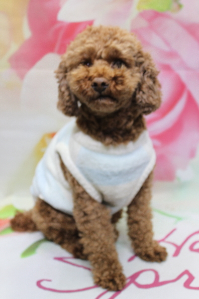 千葉県鎌ケ谷市トイプードルのトリミング前画像