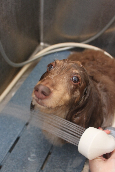 千葉県松戸市のミニチュアダックスのオゾンシャワー画像