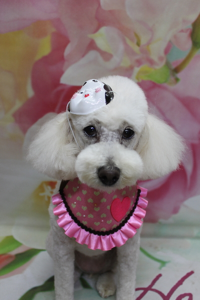 千葉県鎌ヶ谷市のトイプードルのトリミング画像