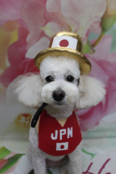 千葉県鎌ヶ谷市のトイプードルのトリミング画像