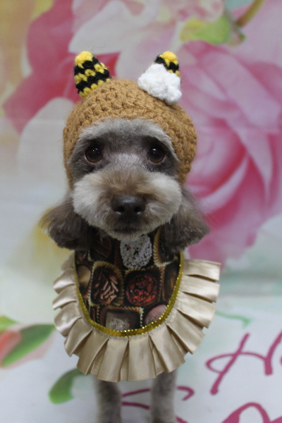 千葉県鎌ケ谷市のトイプードルのトリミング画像