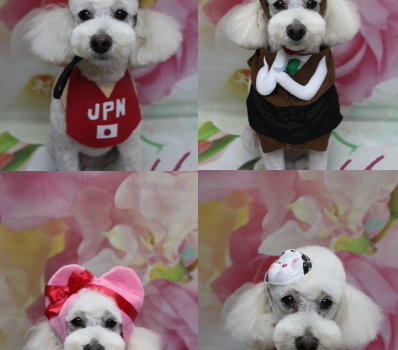 千葉県鎌ヶ谷市のトイプードルのトリミング画像