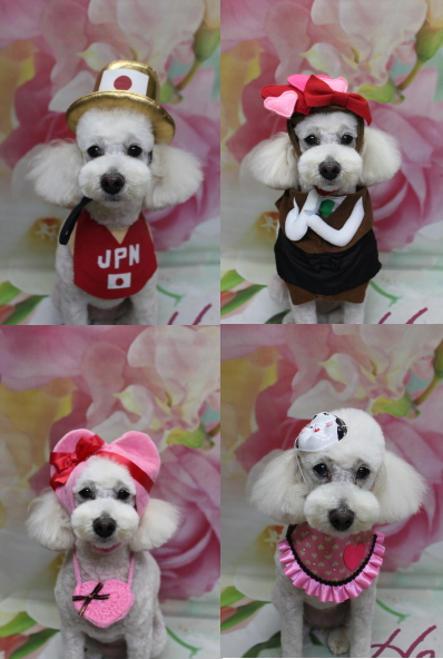 千葉県鎌ヶ谷市のトイプードルのトリミング画像