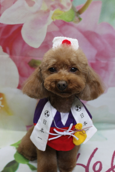 千葉県市川市のトイプードルのトリミング画像