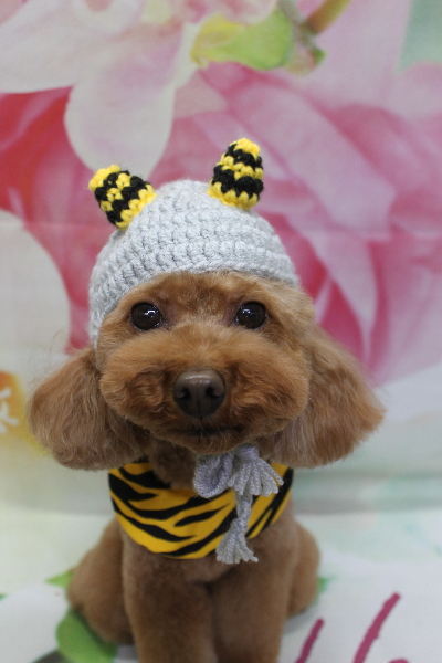 千葉県市川市のトイプードルのトリミング画像