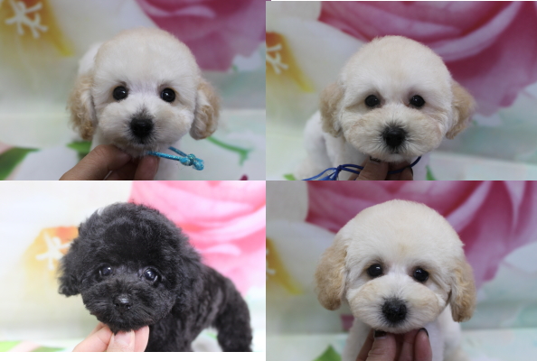 トイプードルブリーダーの子犬、トリミング画像