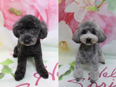 トイプードルブリーダーの成犬、トリミング画像