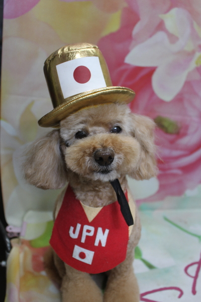 千葉県松戸市のトイプードルのトリミング画像