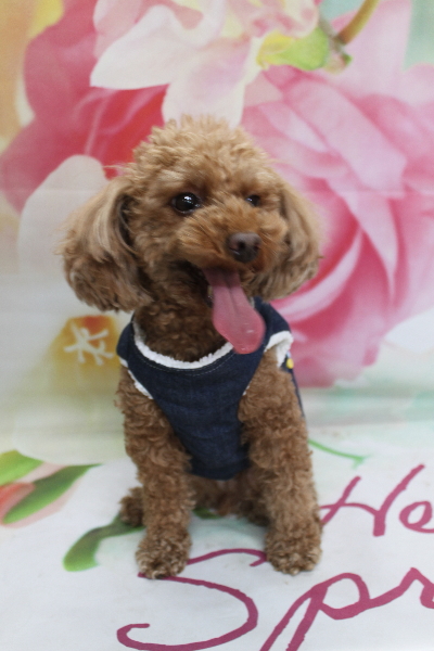 神奈川県横浜市のトイプードルのトリミング前画像