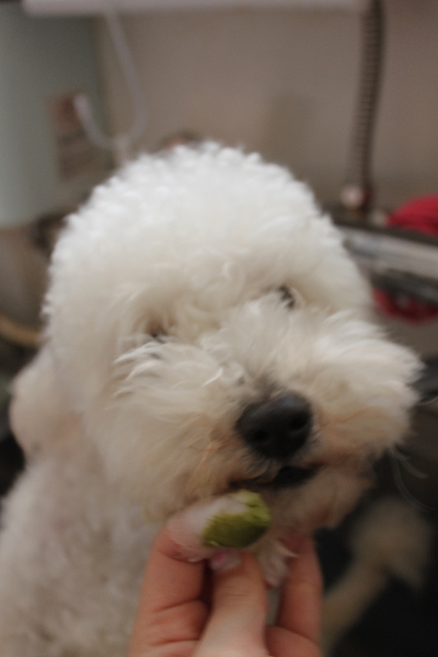 千葉県船橋市のトイプードルの歯磨き画像