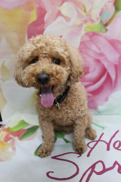 千葉県船橋市のトイプードルのトリミング前画像