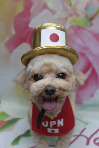 千葉県船橋市のミックス犬のトリミング画像