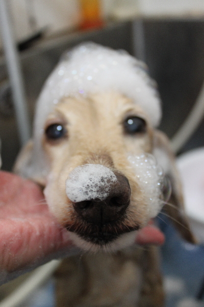 千葉県鎌ケ谷市のミニチュアダックスのシャンプー画像
