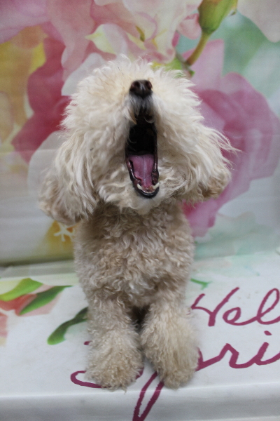 千葉県鎌ケ谷市のトイプードルトリミング前画像