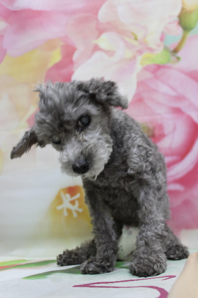 千葉県船橋市のトイプードルのトリミング前画像