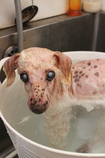 千葉県船橋市のトイプードルの炭酸泉画像