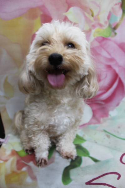 千葉県鎌ヶ谷市のミックス犬のトリミング前画像