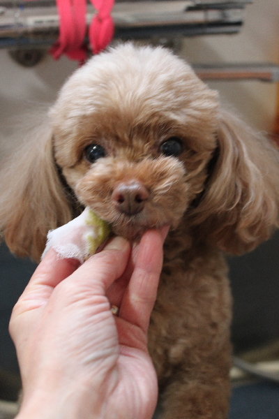 千葉県船橋市のトイプードルの歯磨き画像